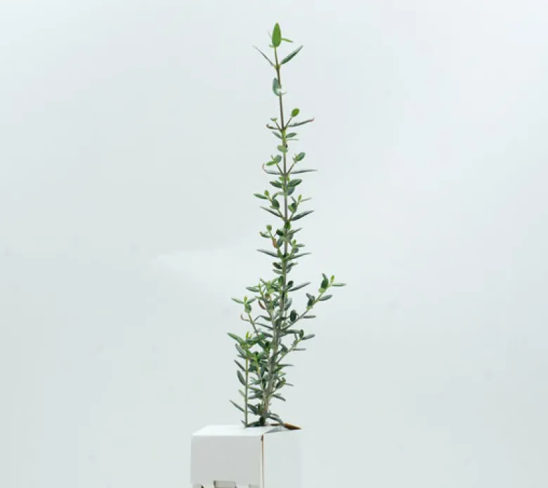 Acebuche