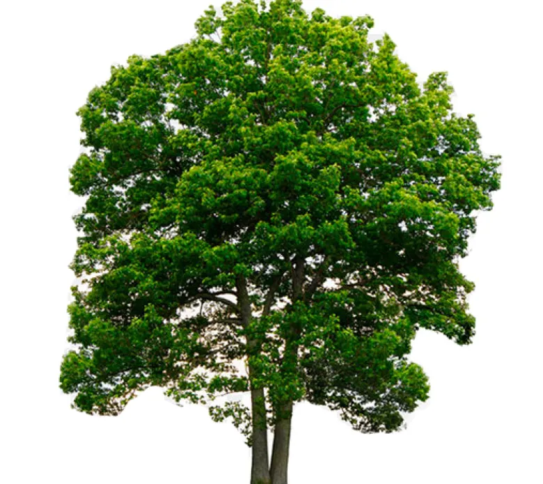Alcornoque