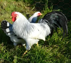 Alemana imperial enana
