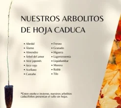 Almendro