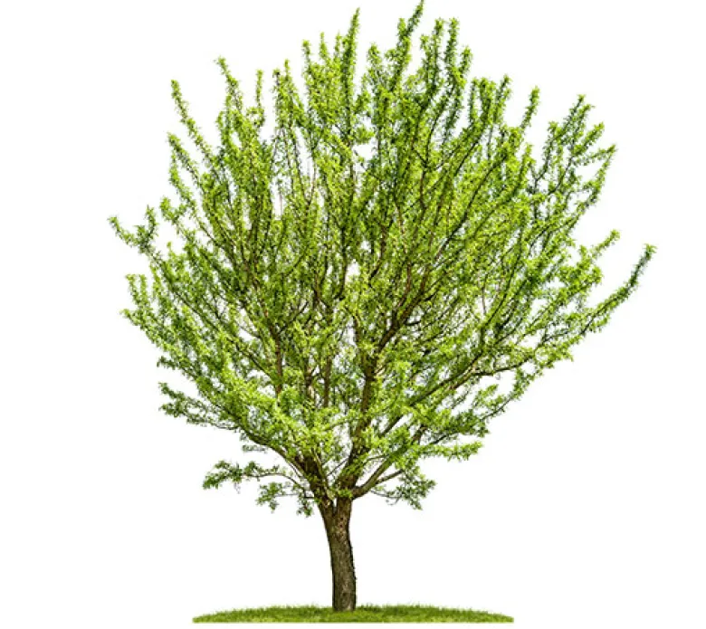 Almendro