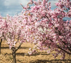 Almendro