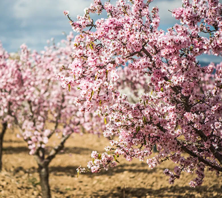 Almendro