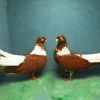 Alto vuelo Visiniu rumana