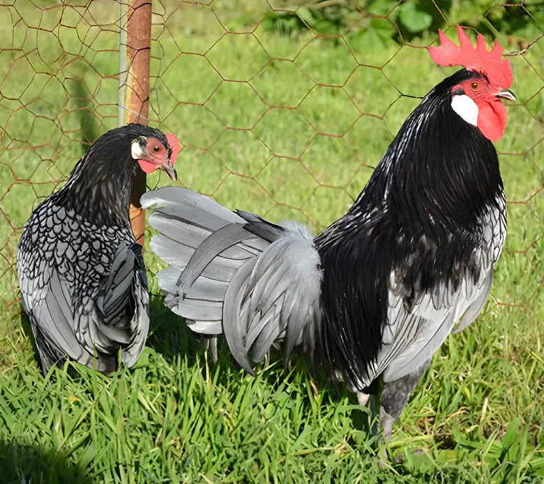 Andaluza enana