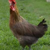 Andaluza Utrerana