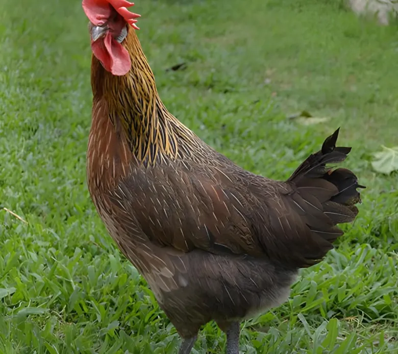 Andaluza Utrerana