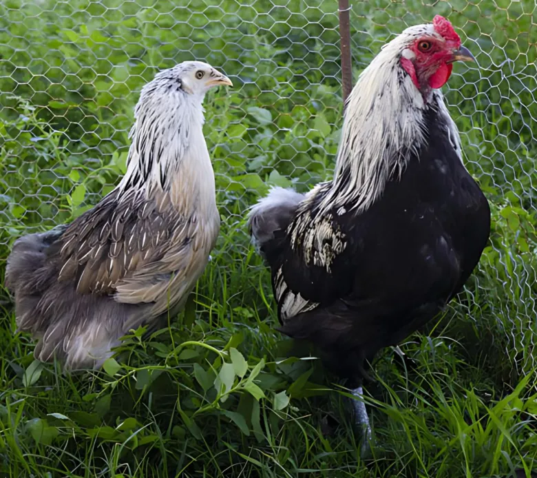 Araucana