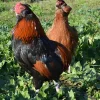 Araucana enano