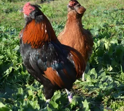 Araucana enano