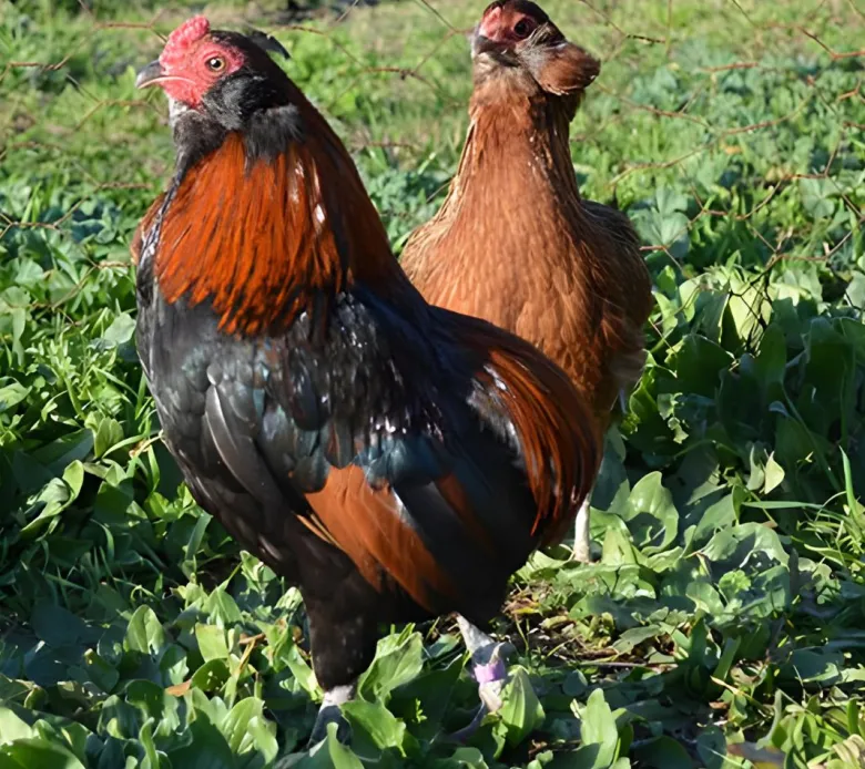 Araucana enano