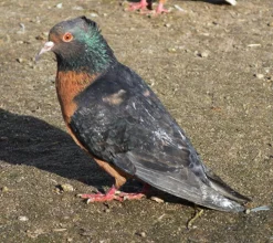 Arcángel