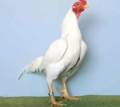 Asil enano