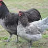 Australorp