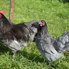Australorp enano
