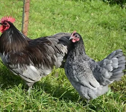 Australorp enano
