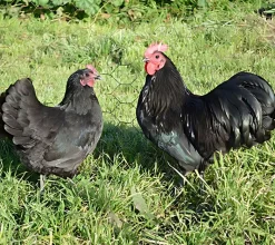 Australorp enano