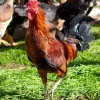 Ayam Ketawa