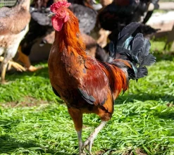 Ayam Ketawa