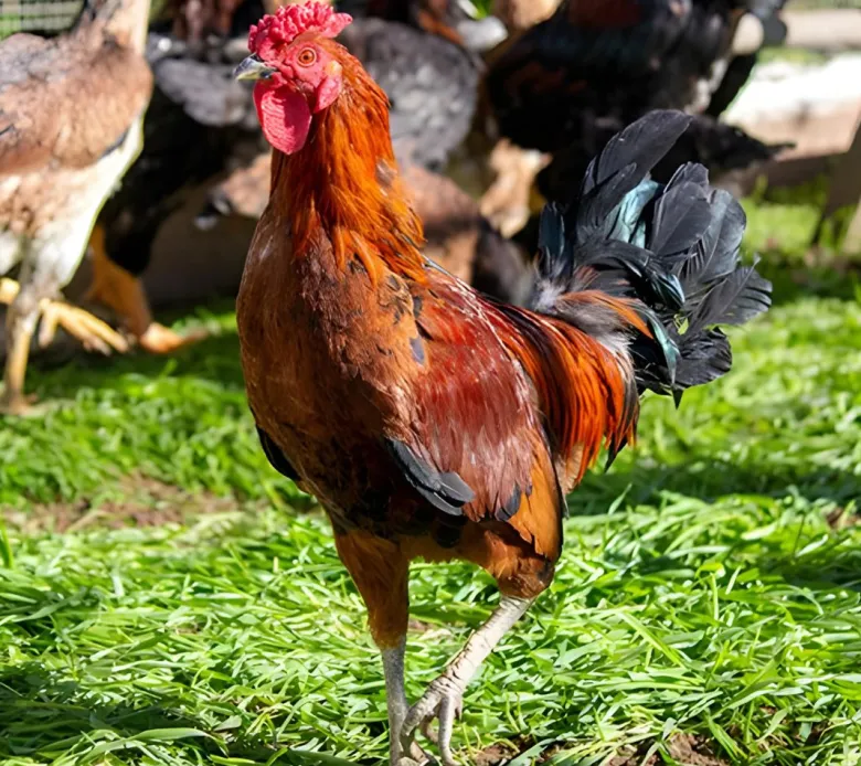 Ayam Ketawa