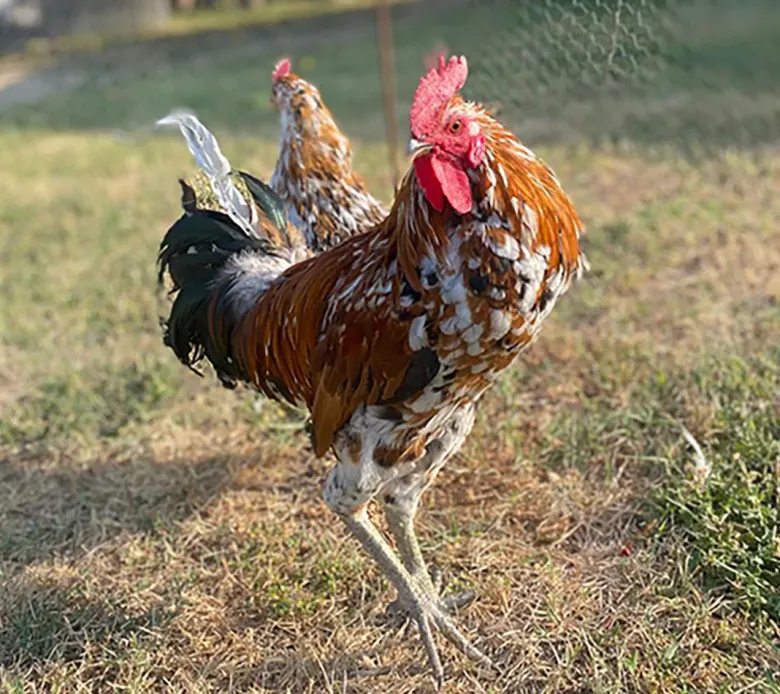 Ayam Ketawa