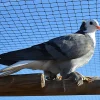 Babero blanco de Turingia