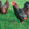Barnevelder