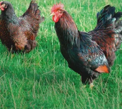 Barnevelder