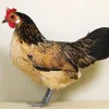 Bassette