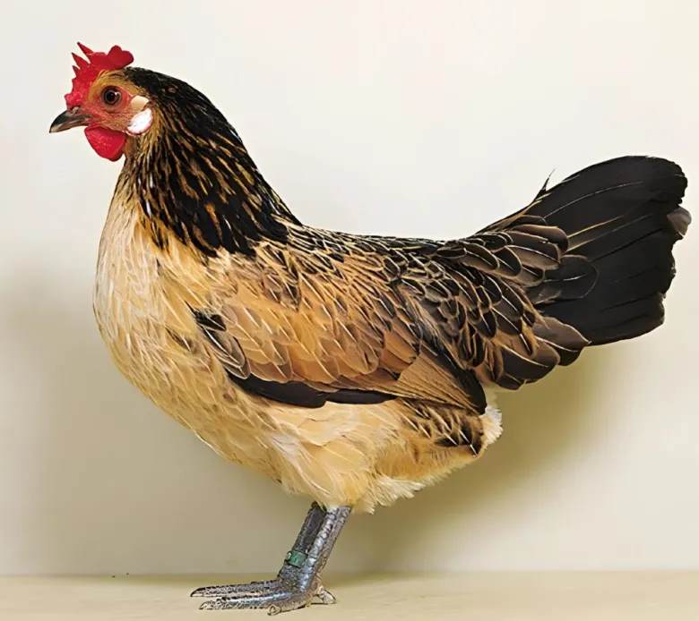 Bassette