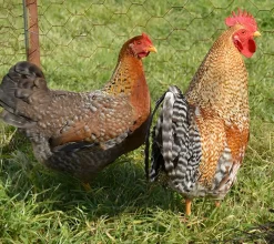 Bielefelder enano