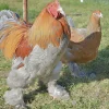 Brahma
