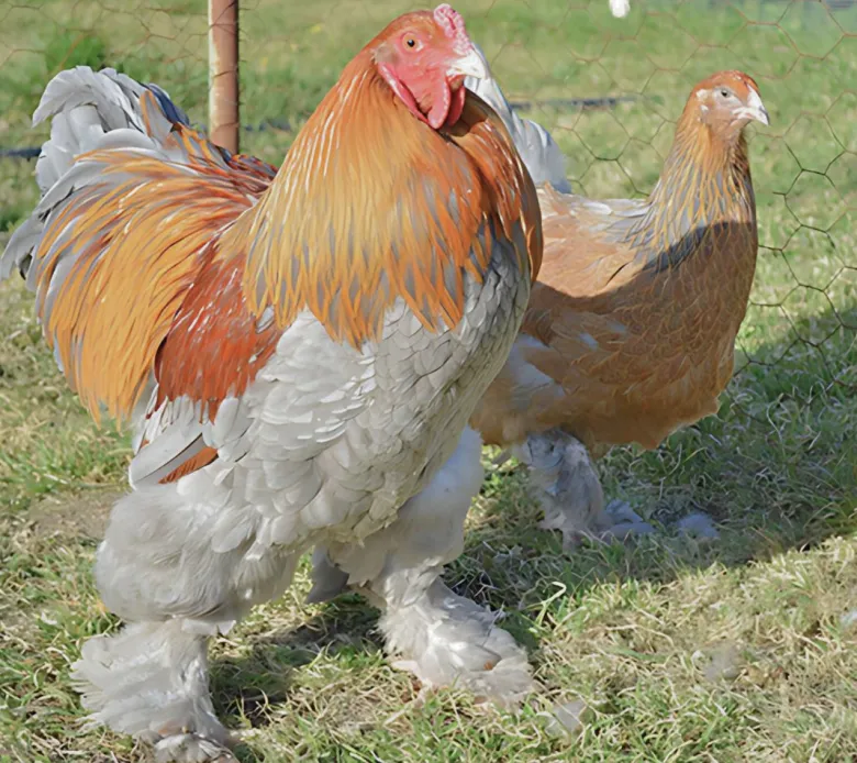 Brahma