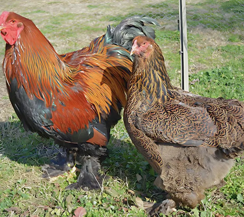Brahma