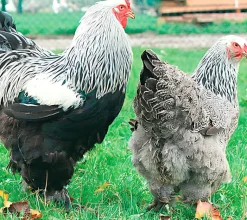 Brahma