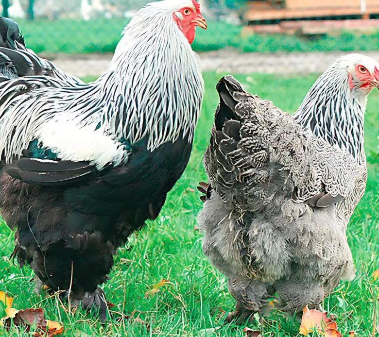 Brahma