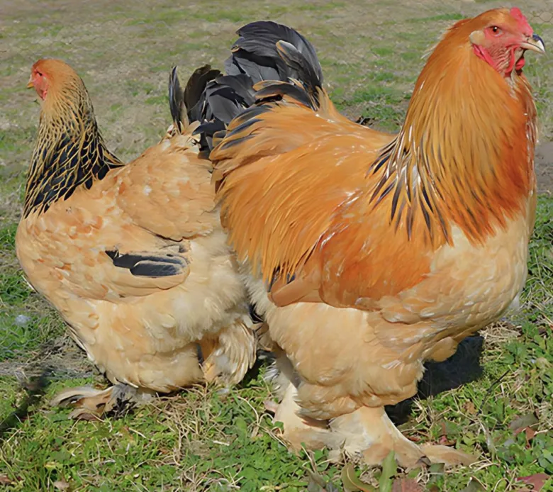 Brahma