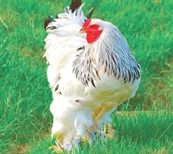 Brahma