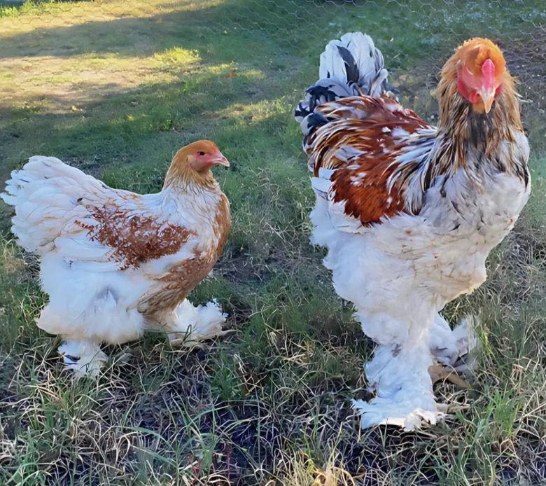 Brahma