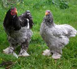 Brahma