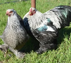 Brahma enano