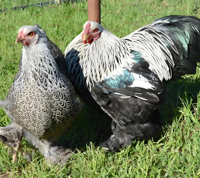 Brahma enano