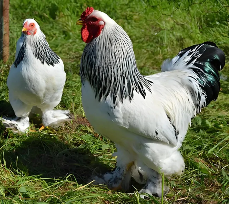 Brahma enano