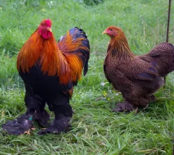 Brahma enano