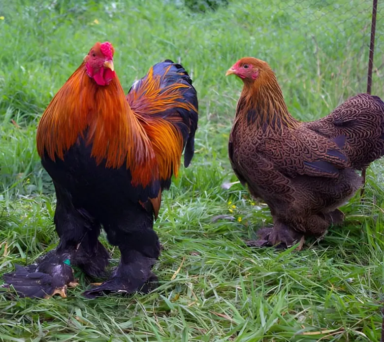 Brahma enano