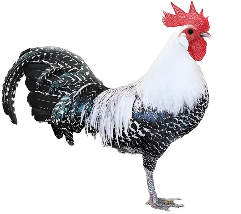Brakel enana