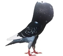 Buchón de Silesia
