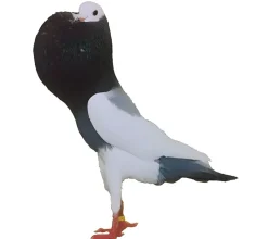 Buchón Pío