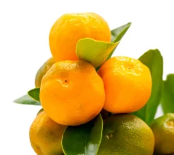 Calamondin