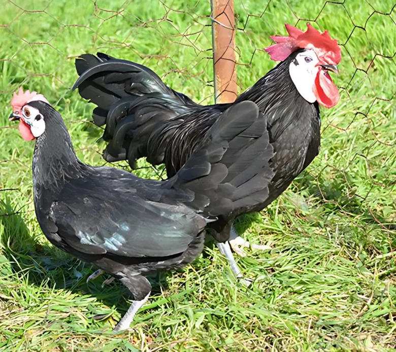 Cara blanca enano